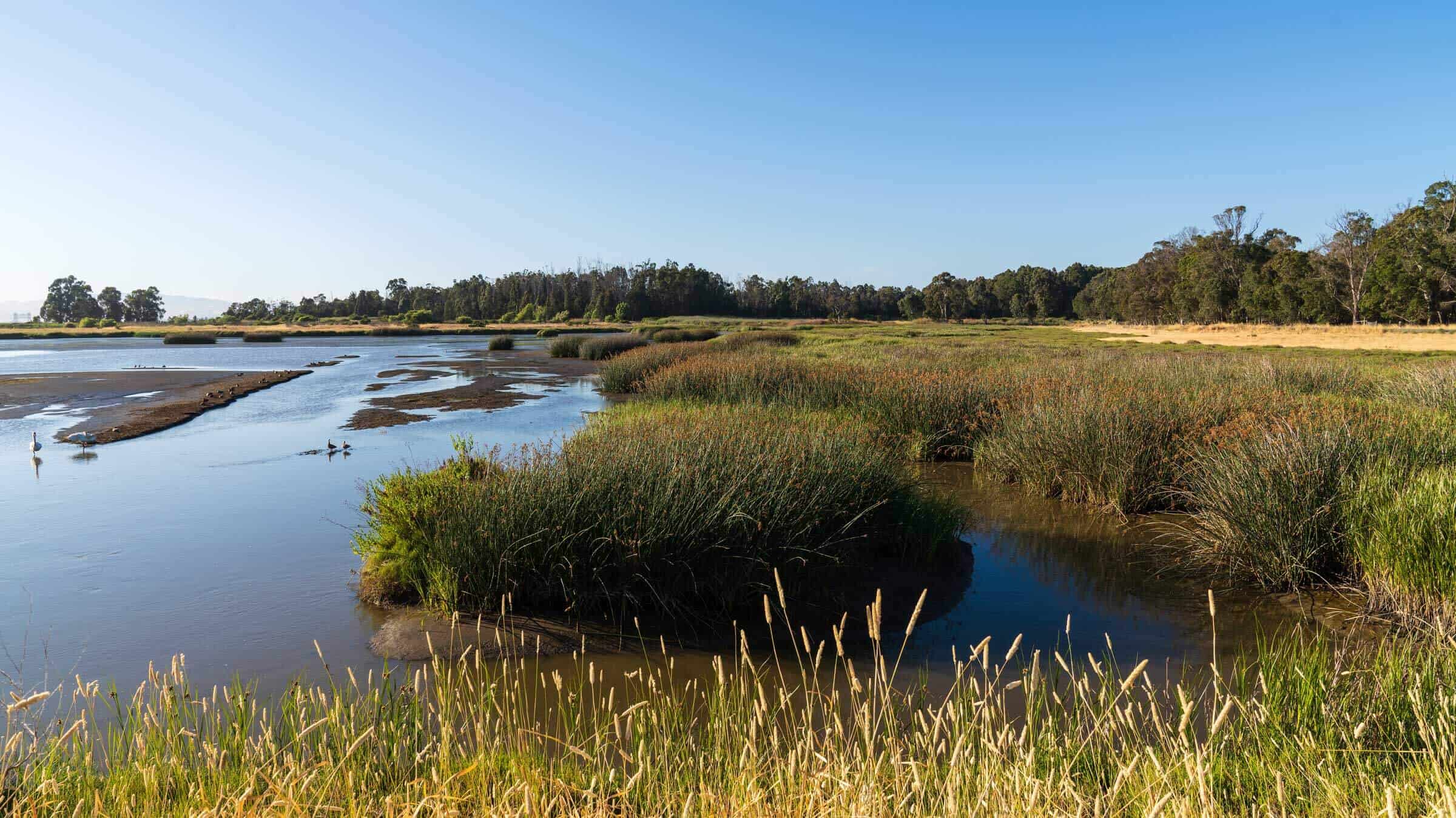 American Canyon Wetlands, Napa Valley