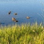 Ducks in the water in American Canyon