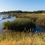 American Canyon wetlands