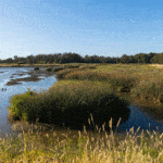 Napa River and Bay Trail wetlands