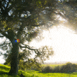 Jack and Bernice Newell Open Space Preserve American Canyon Napa Valley tree on hill