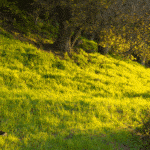 green grass hill with wild turkey in foreground