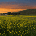 Jack and Bernice Newell Open Space Preserve American Canyon Napa Valley field of yellow flowers and barn at sunset