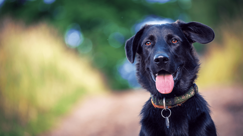 American Canyon Dog Park